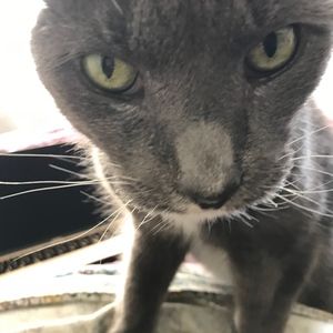 Meet your Posher, El